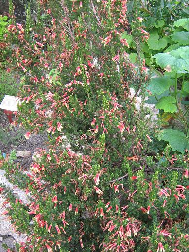 Erica discolor 