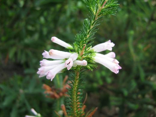 Erica verticillata 