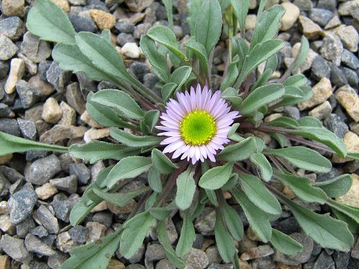 Erigeron algidus 