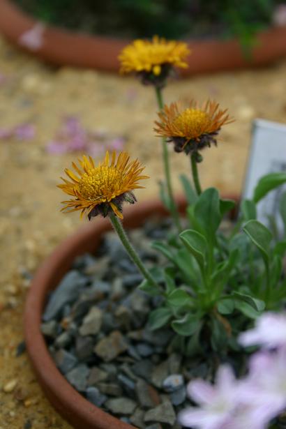 Erigeron aureus 