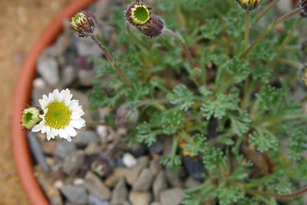 Erigeron compositus 