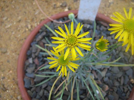 Erigeron linearis 