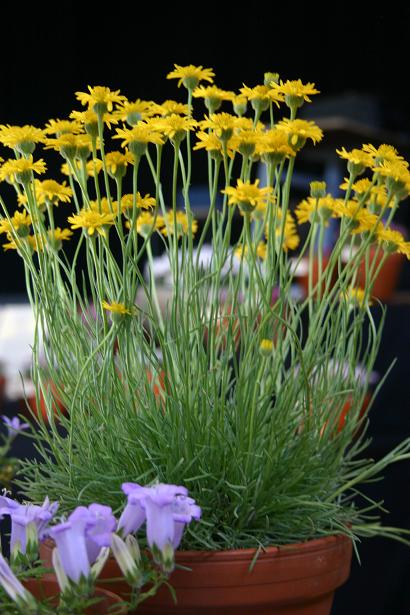 Erigeron lineatus 