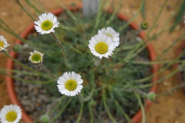 Erigeron pinnatisectus 