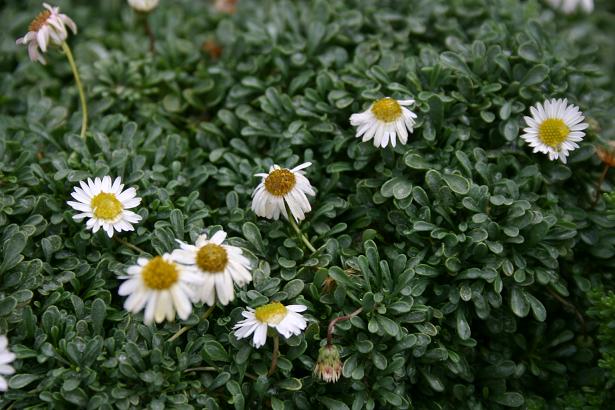 Erigeron scopulinus 