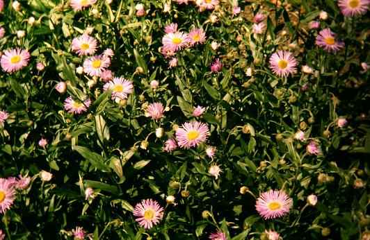 Erigeron speciosus 