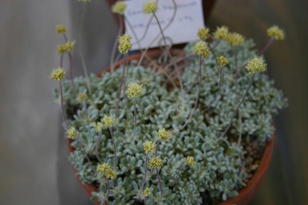 Eriogonum argophyllum 