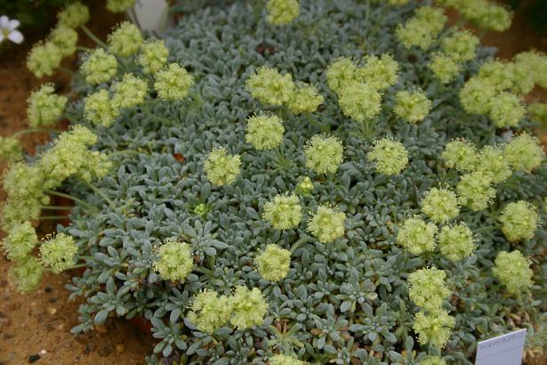 Eriogonum caespitosum 