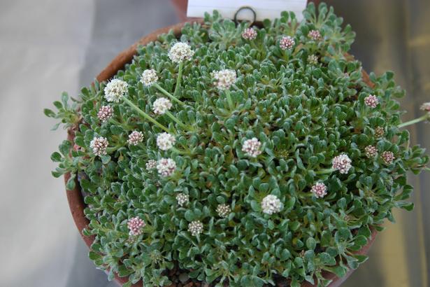 Eriogonum holmgrenii 