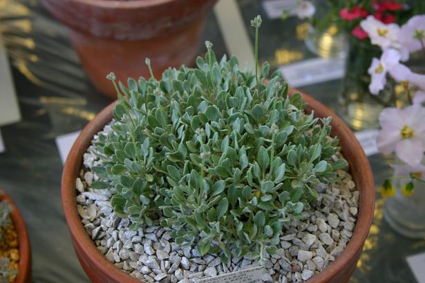 Eriogonum strictum proliferum 