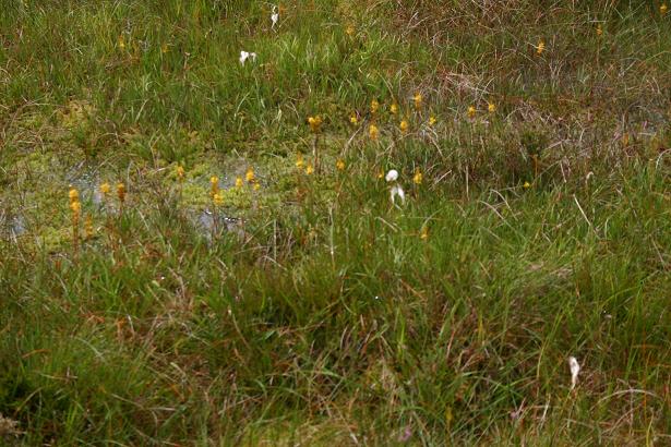 Eriophorum lanatum 