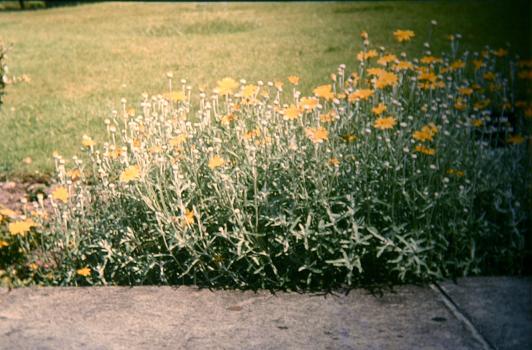 Eriophyllum lanatum 