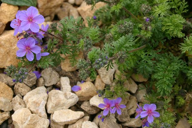 Erodium absinthoides 'Blue Form' 