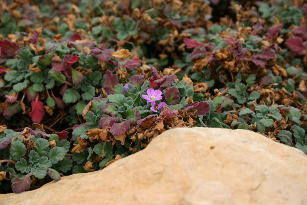 Erodium corsicum 'Rubrum' 