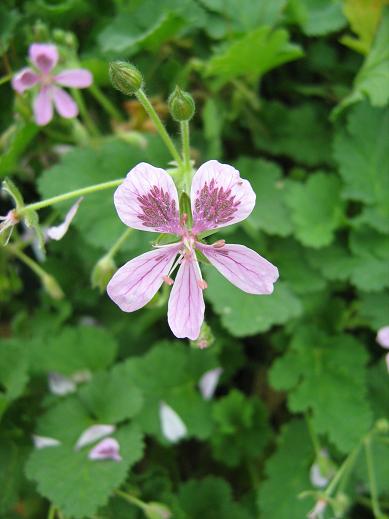 Erodium cossonii 