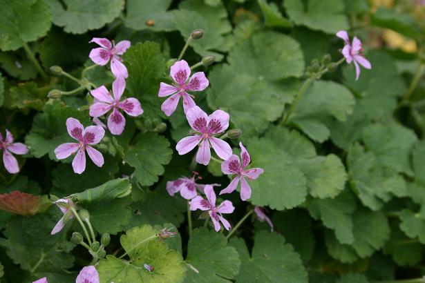 Erodium cossonii 