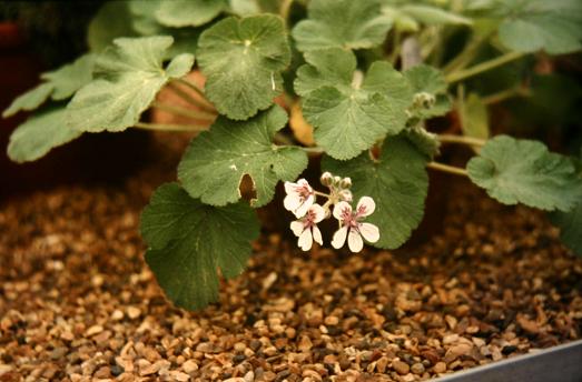 Erodium hymenoides 