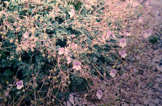 Erodium macrodenum 