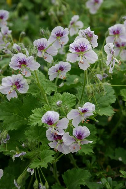 Erodium pelargoniflorum 