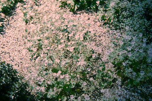 Erodium pelargoniflorum 