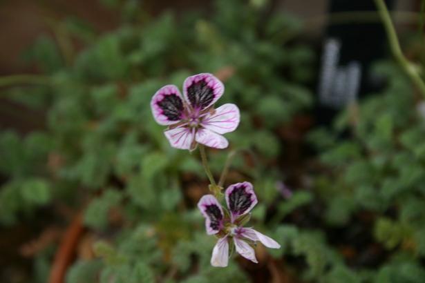 Erodium petraeum 