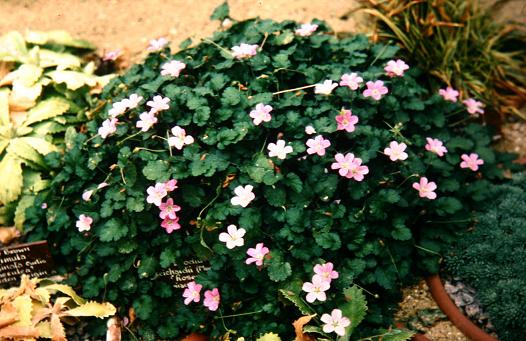 Erodium reichardii 'Roseum' 