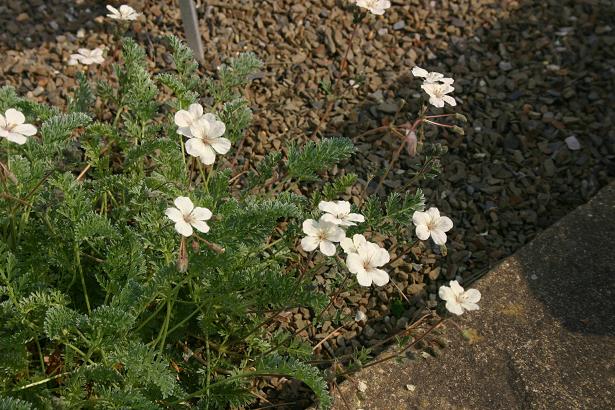 Erodium x lindavicum 'Yellow Form' 