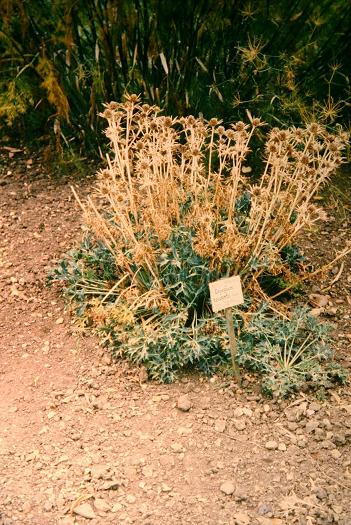 Eryngium bourgatii 