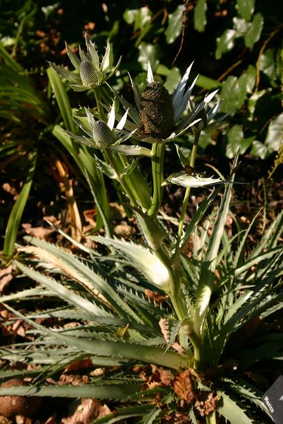 Eryngium proteiflorum 