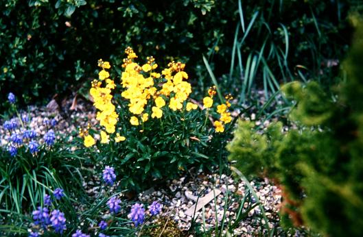 Erysimum 'Harpur-Crewe' 