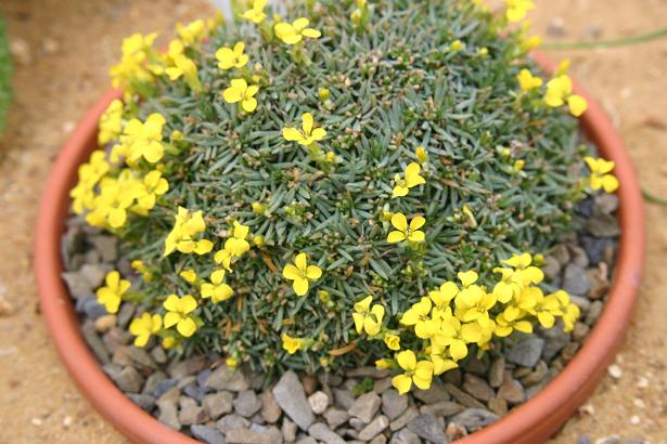 Erysimum kotschyanum 