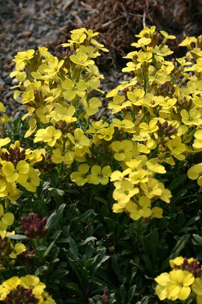 Erysimum 'Moonlight' 