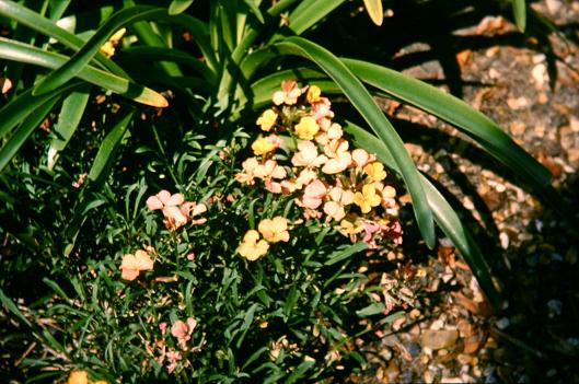 Erysimum mutabilis 