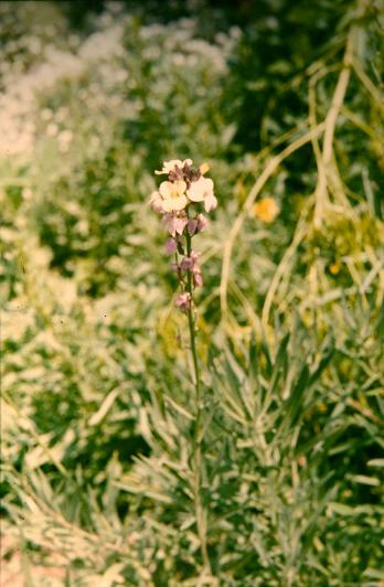 Erysimum semperflorens 