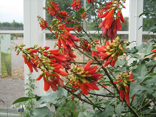 Erythrina lysistemon 