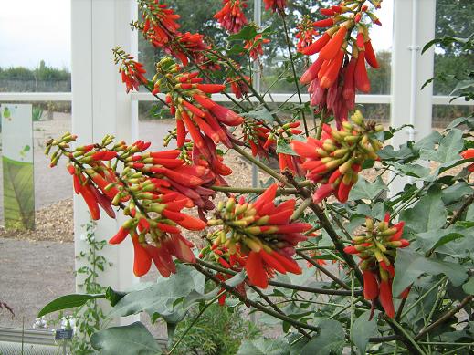 Erythrina lysistemon 