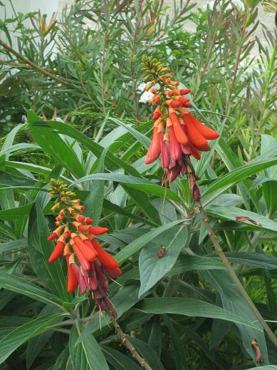 Erythrina lysistemon 