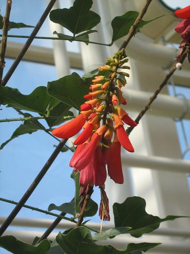 Erythrina lysistemon 