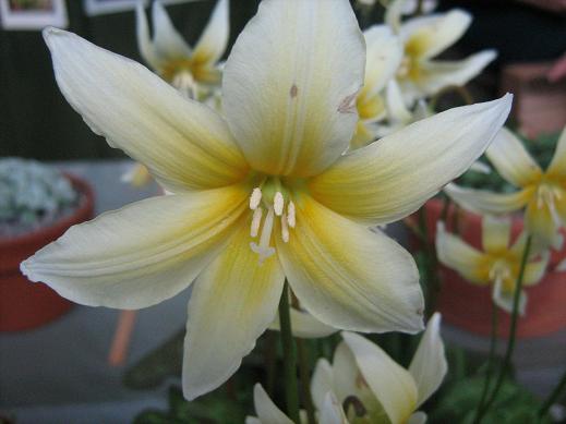 Erythronium californicum 