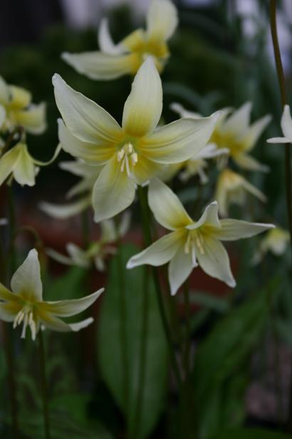 Erythronium californicum 