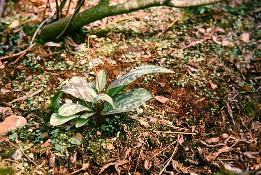 Erythronium dens-canis 