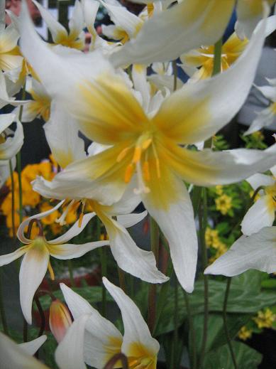 Erythronium helenae 