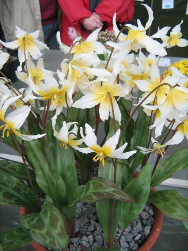 Erythronium helenae 