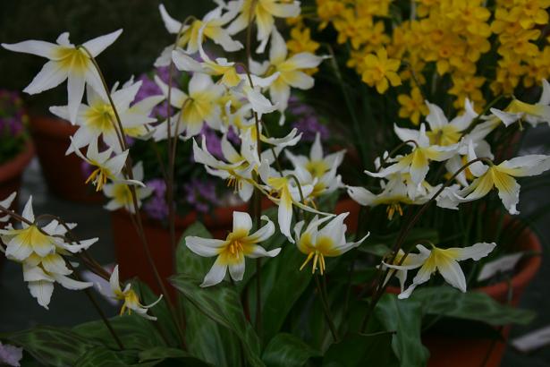 Erythronium helenae 