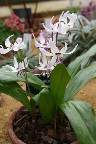 Erythronium hendersonii 