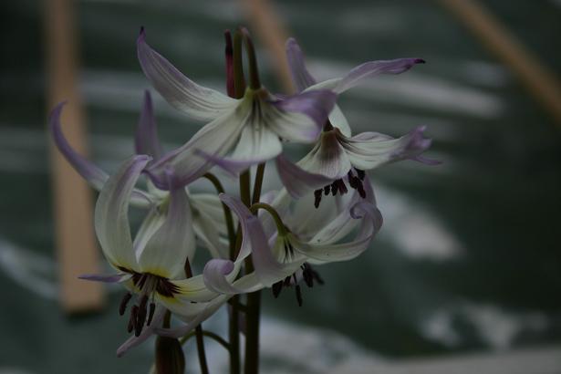 Erythronium hendersonii 