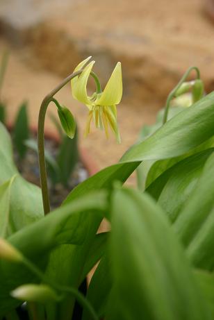 Erythronium 'Jeannine' 