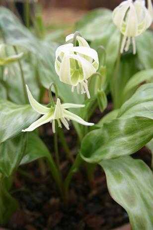 Erythronium 'Margaret Mathew' 