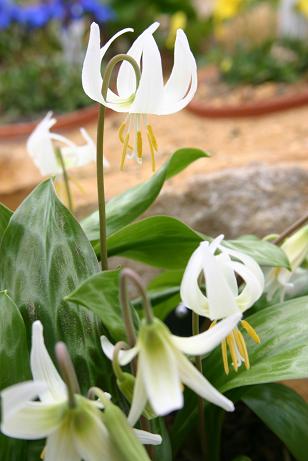 Erythronium 'Minehaha' 