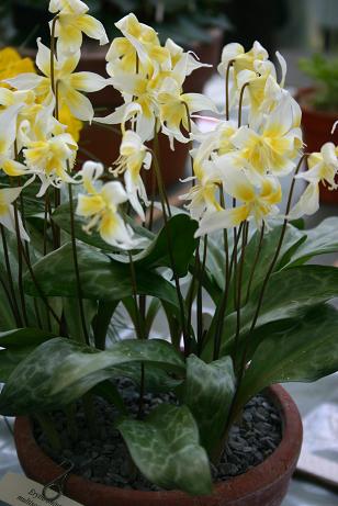 Erythronium multiscapoideum 